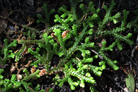 Selaginella denticulata